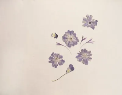 Pressed purple flowers on white paper